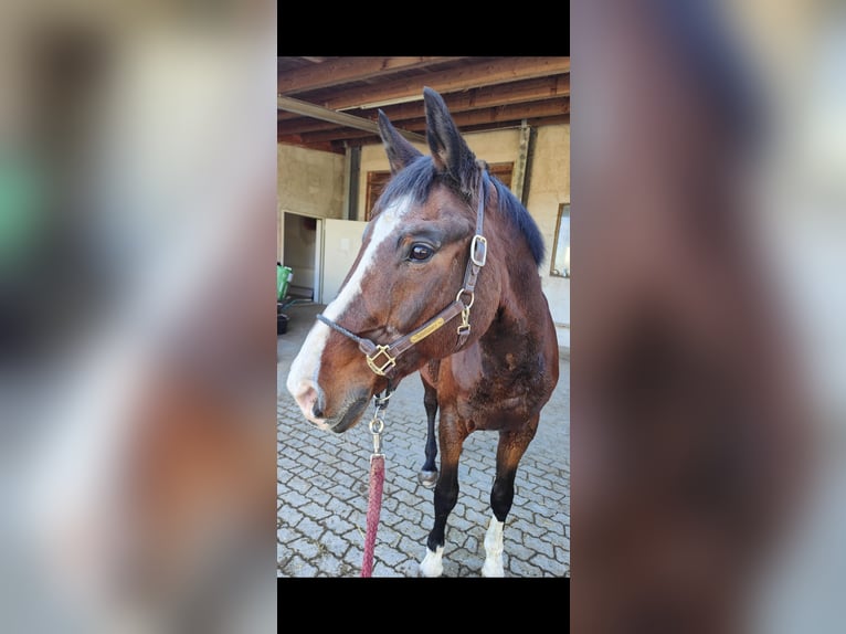Wuerttemberg Gelding 22 years 16,3 hh Brown in Dachau