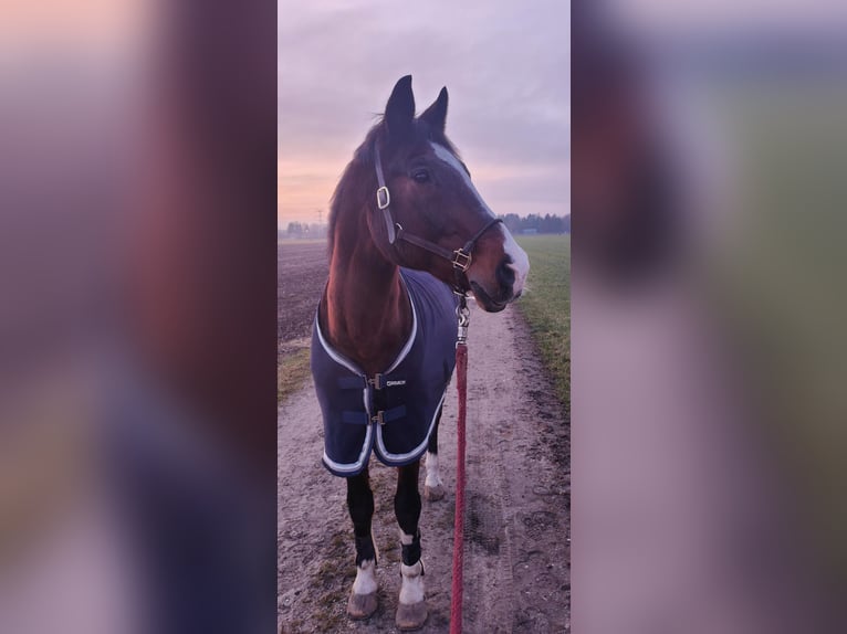 Wuerttemberg Gelding 22 years 16,3 hh Brown in Dachau