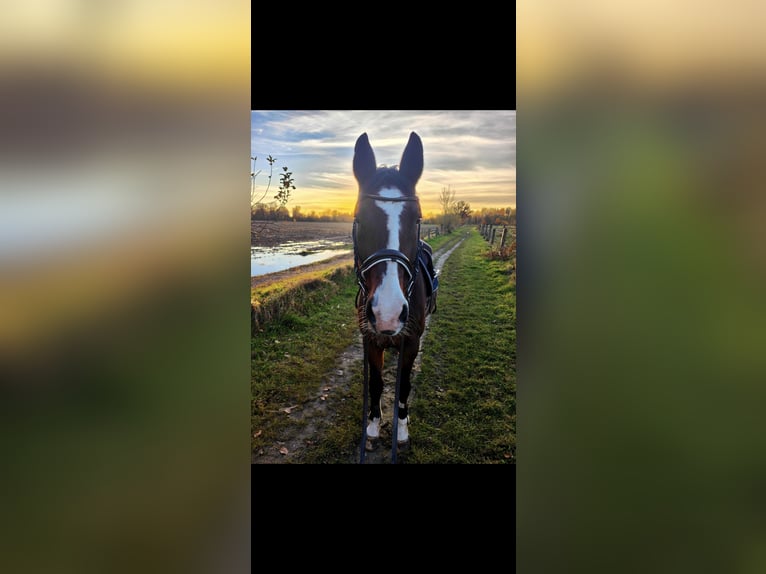 Wuerttemberg Gelding 22 years 16,3 hh Brown in Dachau