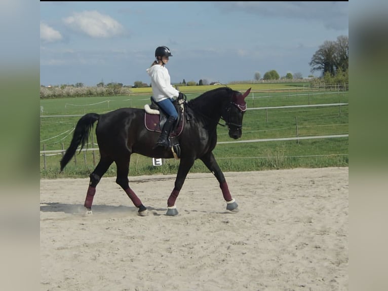 Wuerttemberg Gelding 22 years Black in Gemmrigheim