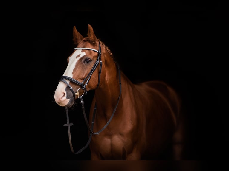 Wuerttemberg Gelding 23 years 16,1 hh Chestnut-Red in Elchingen