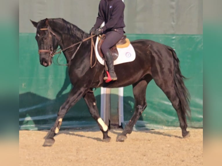 Wuerttemberg Gelding 3 years 16,2 hh Smoky-Black in Schwäbisch Gmünd