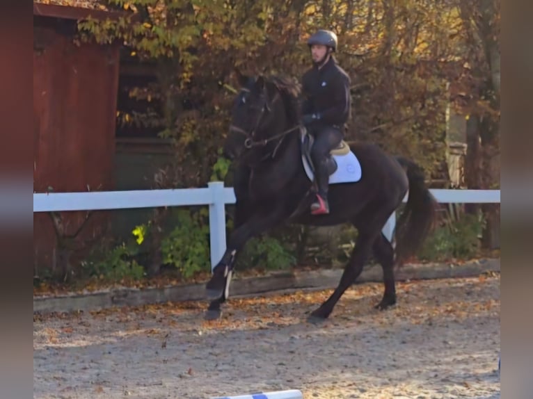 Wuerttemberg Gelding 3 years 16,2 hh Smoky-Black in Schwäbisch Gmünd