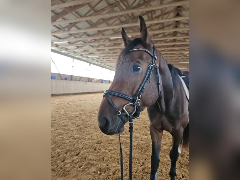 Wuerttemberg Gelding 3 years Brown in Sontheim an der Brenz