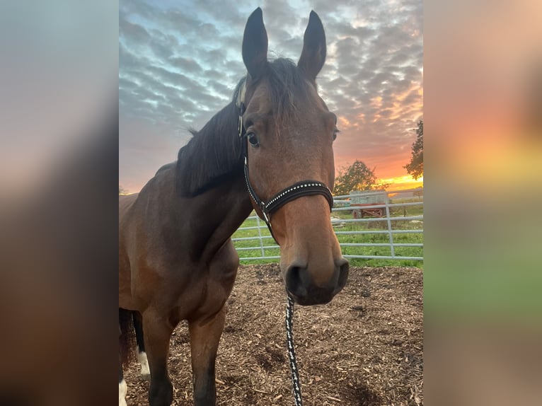 Wuerttemberg Gelding 3 years Brown in Sontheim an der Brenz