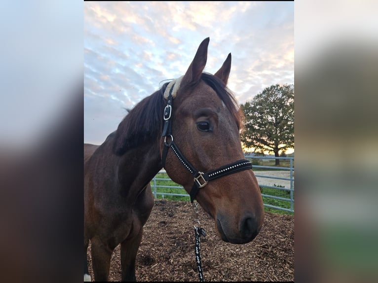 Wuerttemberg Gelding 3 years Brown in Sontheim an der Brenz