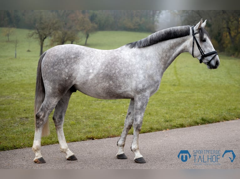 Wuerttemberg Gelding 5 years 16,1 hh Grey in Korntal-Münchingen