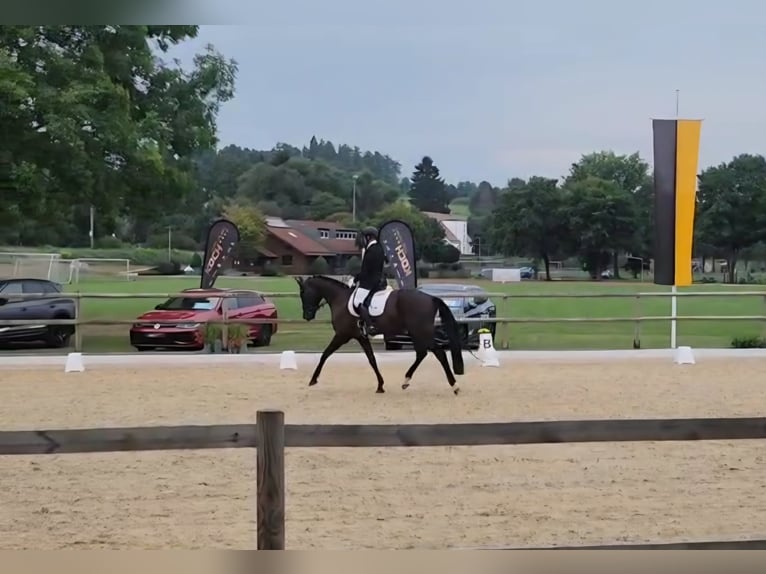 Wuerttemberg Gelding 5 years 16,3 hh Black in Wangen im Allg&#xE4;u