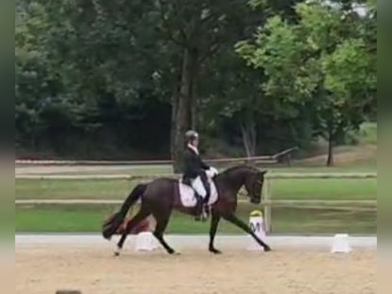 Wuerttemberg Gelding 5 years 16,3 hh Black in Wangen im Allg&#xE4;u