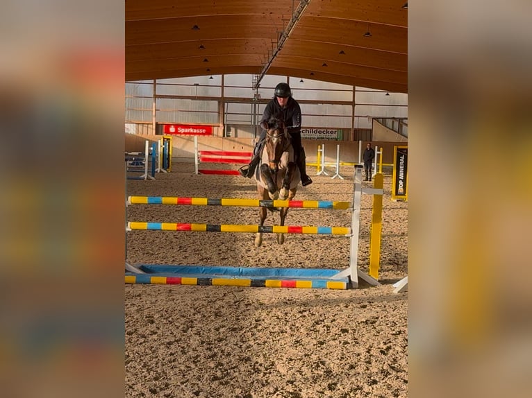 Wuerttemberg Gelding 6 years 16 hh Roan-Bay in Breisach am Rhein