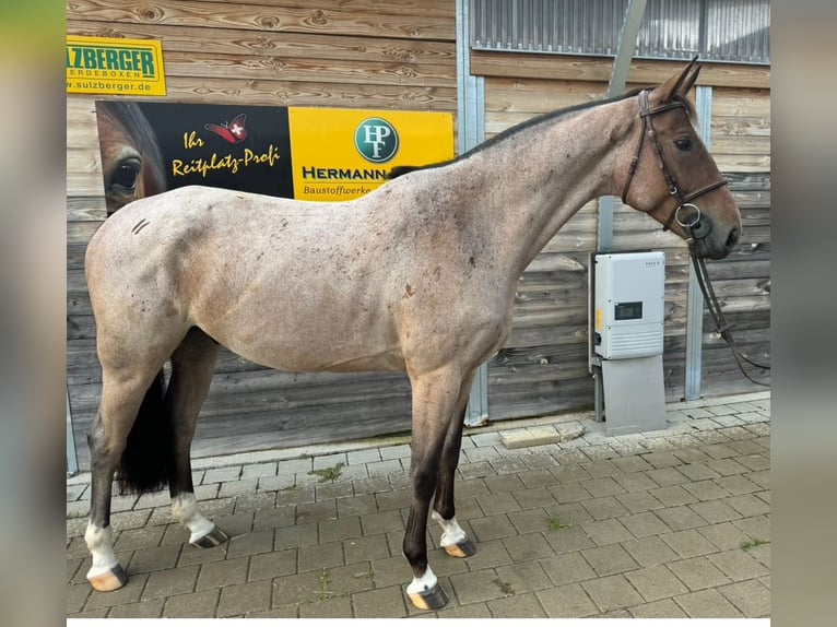 Wuerttemberg Gelding 6 years 16 hh Roan-Bay in Breisach am Rhein