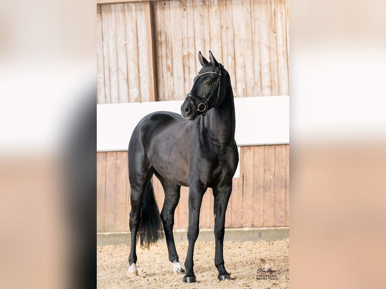 Wuerttemberg Gelding 6 years 16,3 hh Black in Wangen im Allgäu