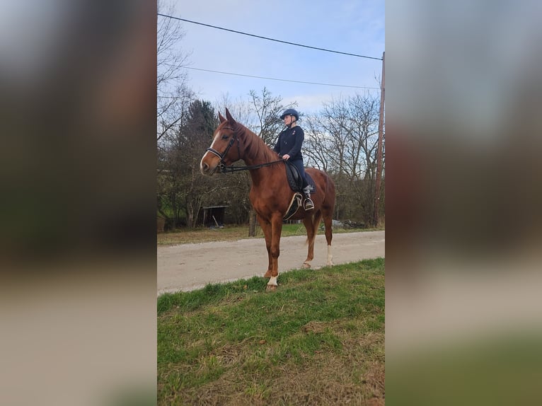 Wuerttemberg Gelding 6 years 17,2 hh Chestnut-Red in Neuffen