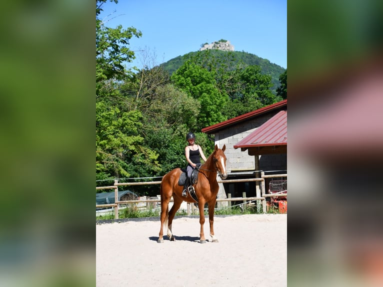 Wuerttemberg Gelding 6 years 17,2 hh Dun in Neuffen