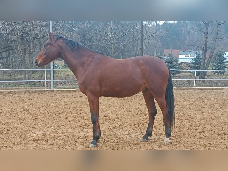 Wuerttemberg Gelding 7 years 16,1 hh Bay-Dark in Lubin