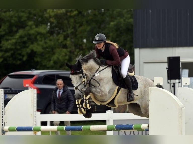 Wuerttemberg Gelding 7 years 16,1 hh Gray in Weingarten