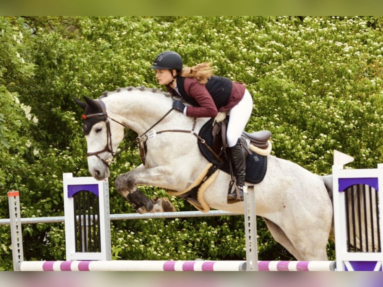 Wuerttemberg Gelding 7 years 16,1 hh Gray in Weingarten