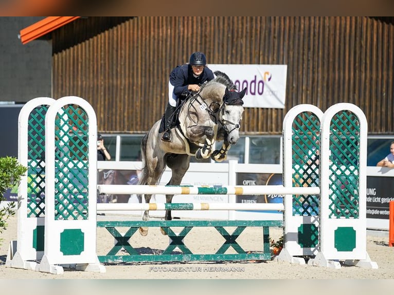 Wuerttemberg Gelding 7 years 16,1 hh Gray in Weingarten