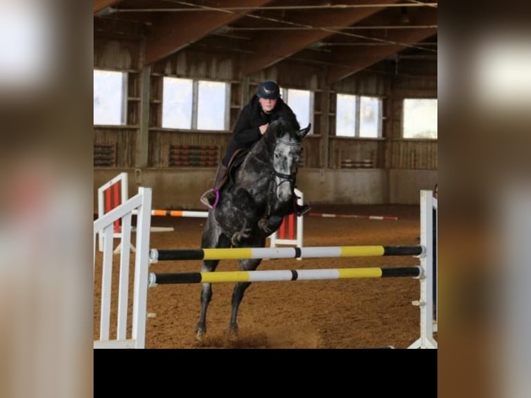 Wuerttemberg Gelding 7 years 16 hh Grey-Dapple in Rottweil