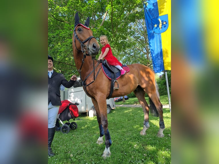 Wuerttemberg Gelding 7 years 17 hh  in Pfedelbach