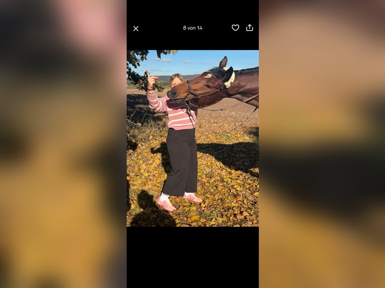 Wuerttemberg Gelding 7 years 17,1 hh Brown in Steinheim