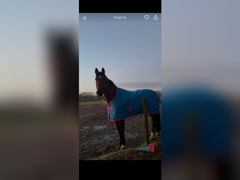 Wuerttemberg Gelding 7 years 17,1 hh Brown in Steinheim