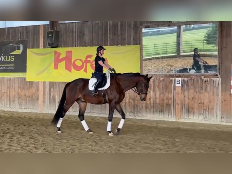 Wuerttemberg Gelding 7 years 18 hh Brown in Lindau (Bodensee)