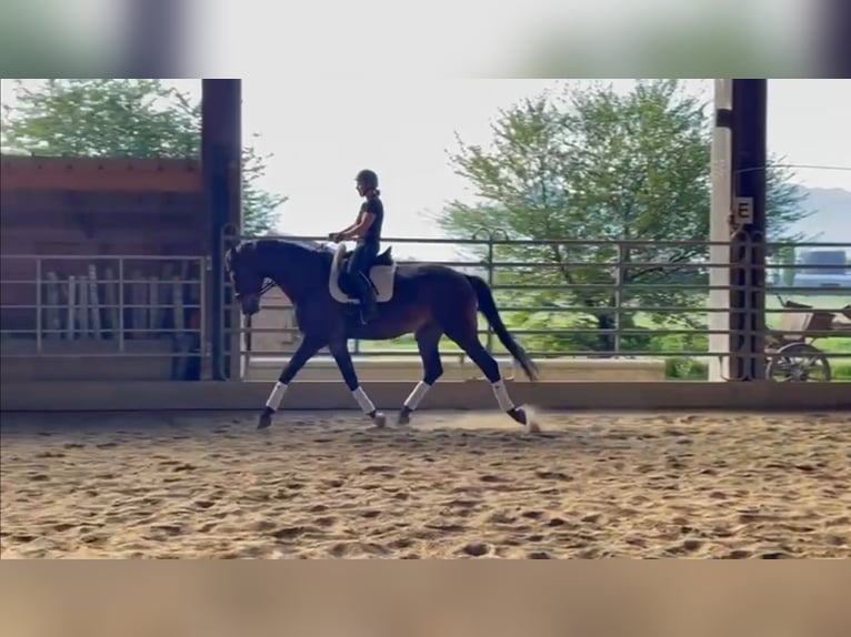 Wuerttemberg Gelding 7 years 18 hh Brown in Lindau (Bodensee)