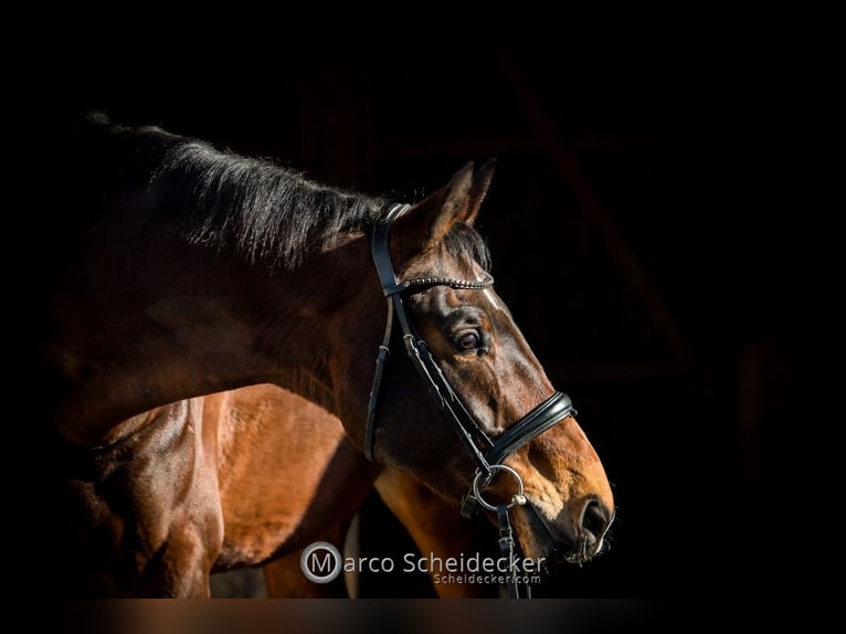 Wuerttemberg Gelding 7 years 18 hh Brown in Lindau (Bodensee)