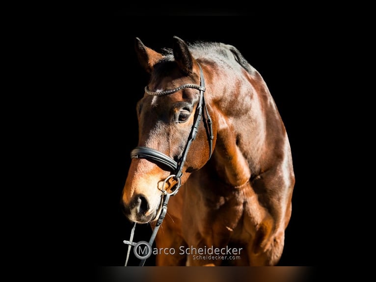 Wuerttemberg Gelding 7 years 18 hh Brown in Lindau (Bodensee)