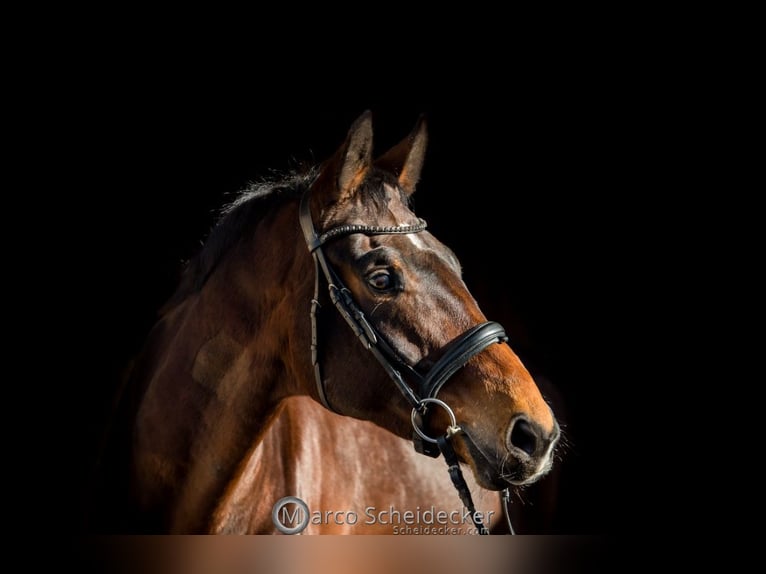 Wuerttemberg Gelding 7 years 18 hh Brown in Lindau (Bodensee)