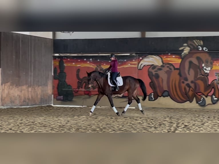 Wuerttemberg Gelding 7 years 18 hh Brown in Lindau (Bodensee)