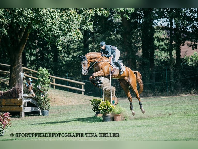 Wuerttemberg Gelding 8 years 17 hh Chestnut-Red in Allmendingen