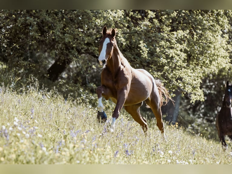 Wuerttemberg Gelding 8 years 17 hh Chestnut-Red in Allmendingen