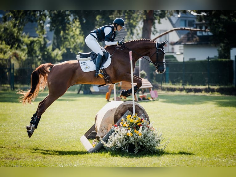 Wuerttemberg Gelding 8 years 17 hh Chestnut-Red in Allmendingen