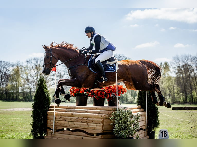 Wuerttemberg Gelding 8 years 17 hh Chestnut-Red in Allmendingen