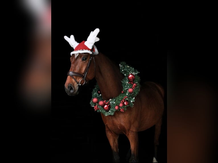 Wuerttemberg Gelding 8 years 17,1 hh Brown in Steinheim