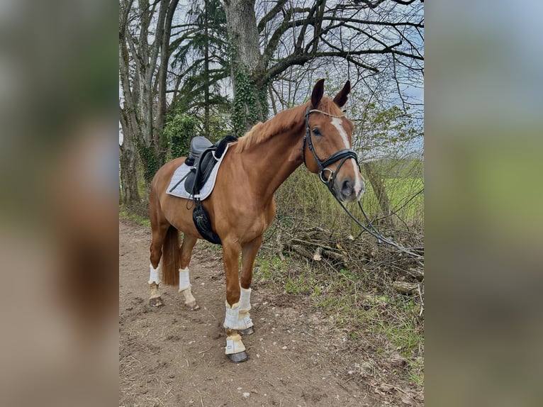 Wuerttemberg Gelding 8 years 17,1 hh Chestnut-Red in Tutzing