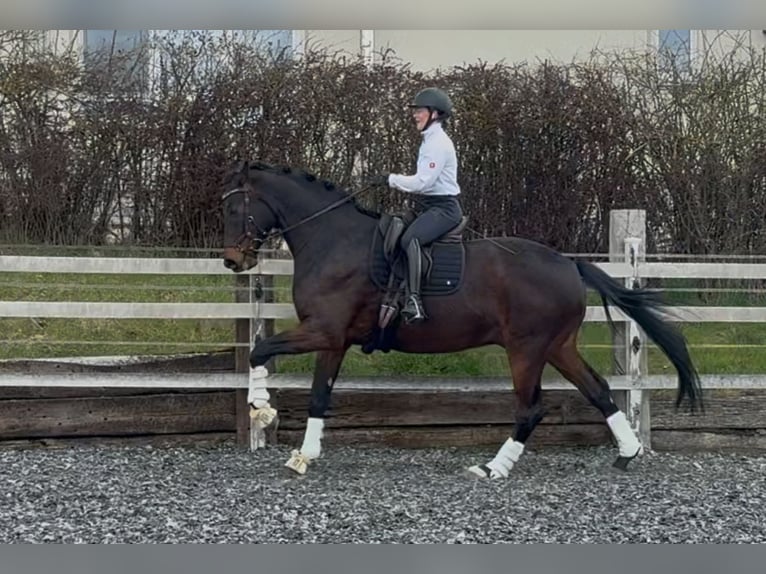 Wuerttemberg Gelding 9 years 16.3 hh Brown in Hosenfeld