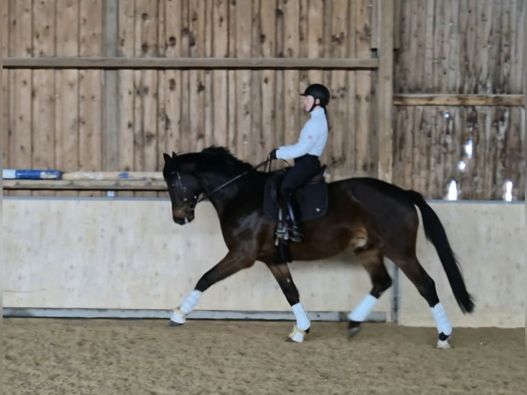 Wuerttemberg Gelding 9 years 16.3 hh Brown in Hosenfeld