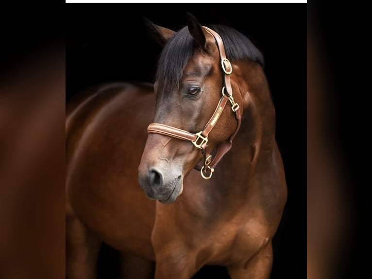 Wuerttemberg Gelding 9 years 16,3 hh Brown in Hosenfeld