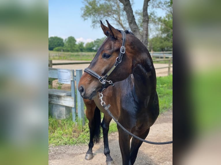 Wuerttemberg Gelding 9 years 17,1 hh Brown in Weil am Rhein