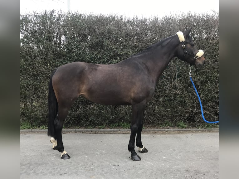 Wuerttemberg Mare 11 years 16.1 hh Bay-Dark in Mengen