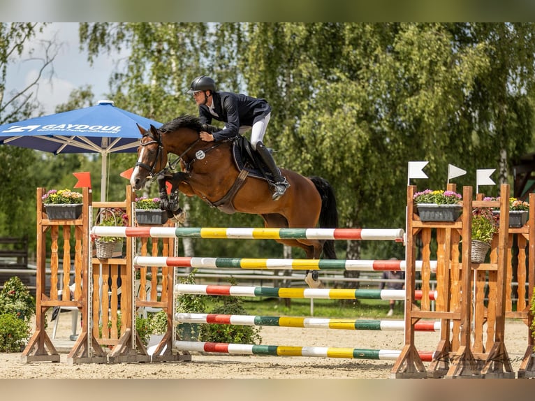 Wuerttemberg Mare 11 years 16 hh Brown in Langenselbold