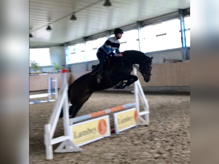 Wuerttemberg Mare 11 years 16,1 hh Bay-Dark in Mengen