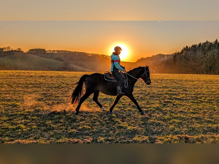 Wuerttemberg Mix Mare 12 years 15,1 hh Brown in Wald-Michelbach
