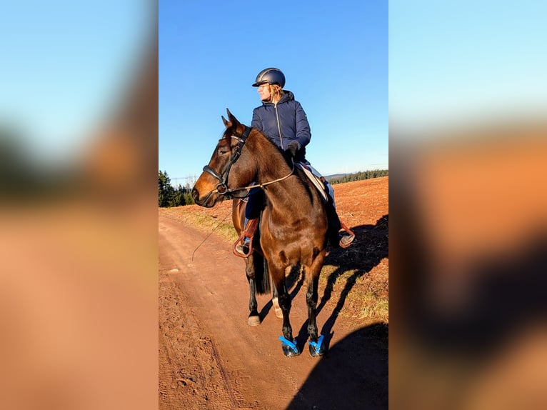 Wuerttemberg Mix Mare 12 years 15,1 hh Brown in Wald-Michelbach