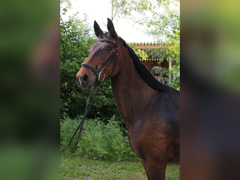 Wuerttemberg Mare 12 years 15,3 hh Brown in Lenningen