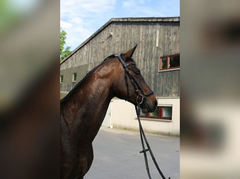 Wuerttemberg Mare 12 years 15,3 hh Brown in Lenningen
