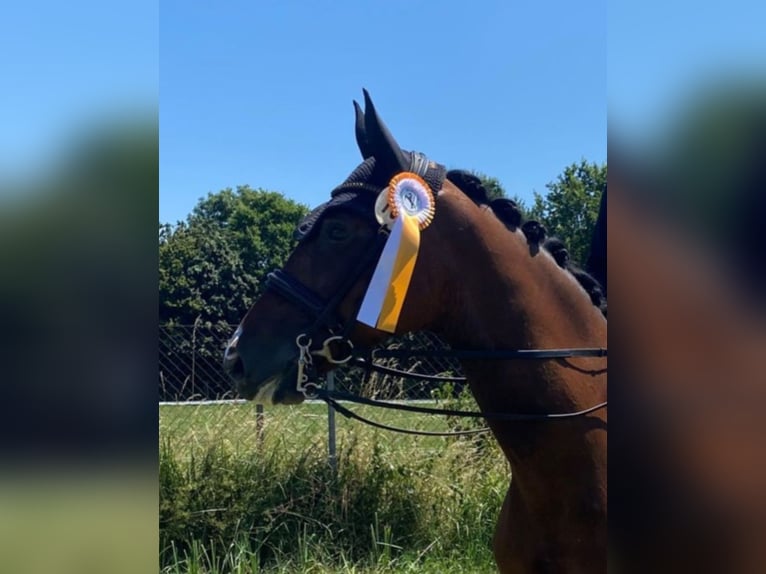 Wuerttemberg Mare 12 years 16,1 hh Brown in Egenhausen